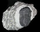 Bargain, Gerastos Trilobite Fossil - Morocco #57602-2